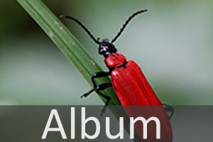 Feuerkäfer (Pyrochroidae)